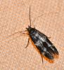 Mompha sp.